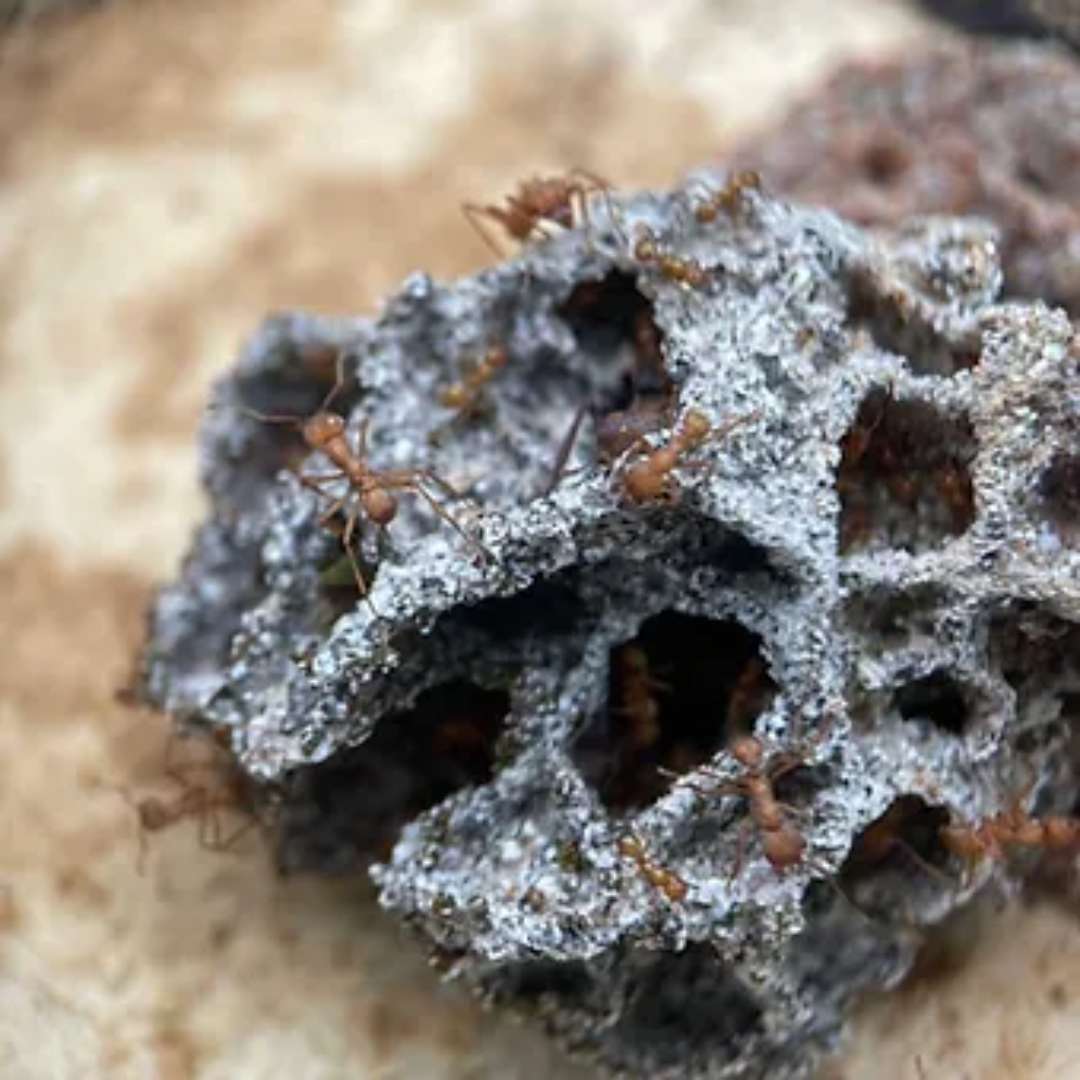 Acromyrmex octospinosus