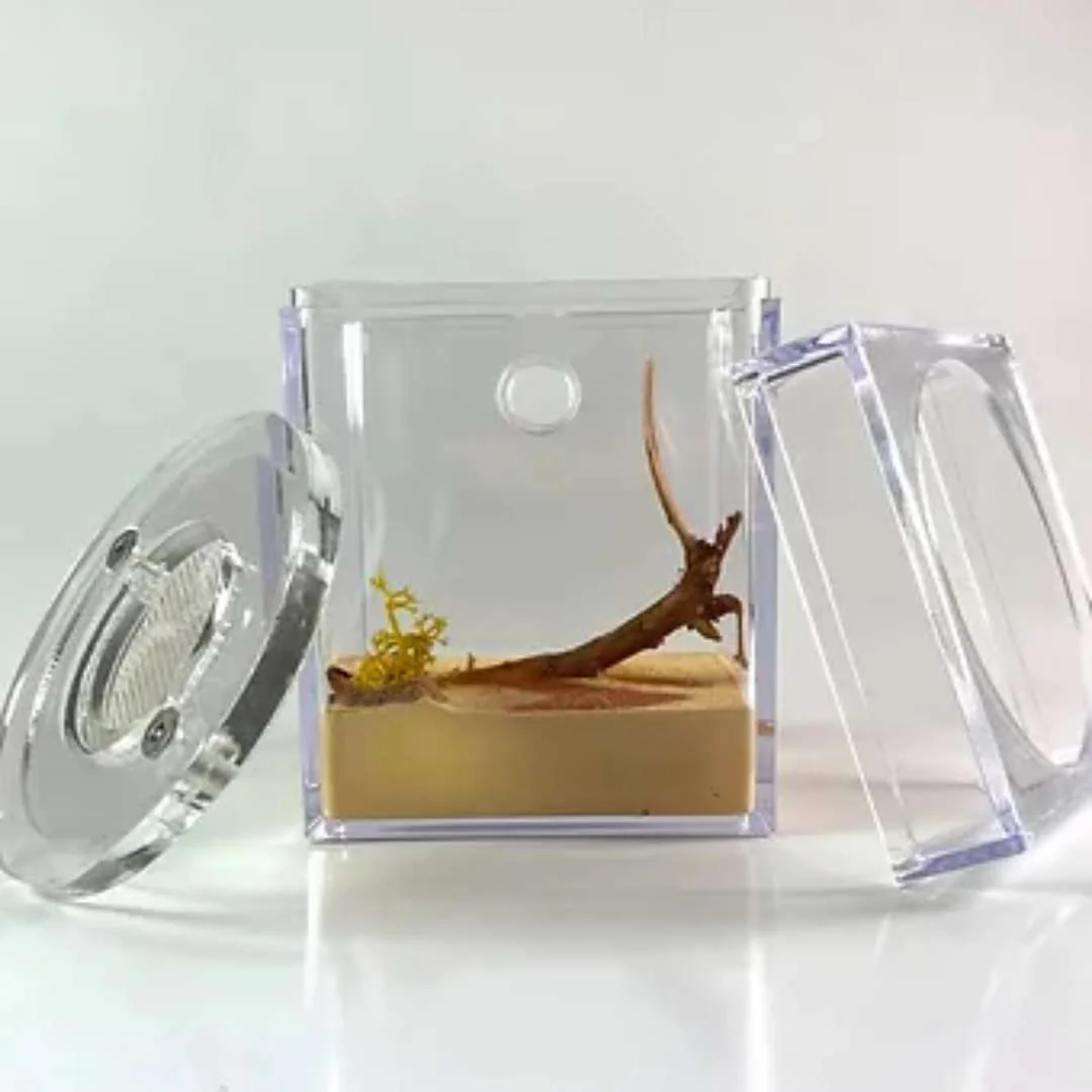 Aire de Chasse décorée 6x6x8cm