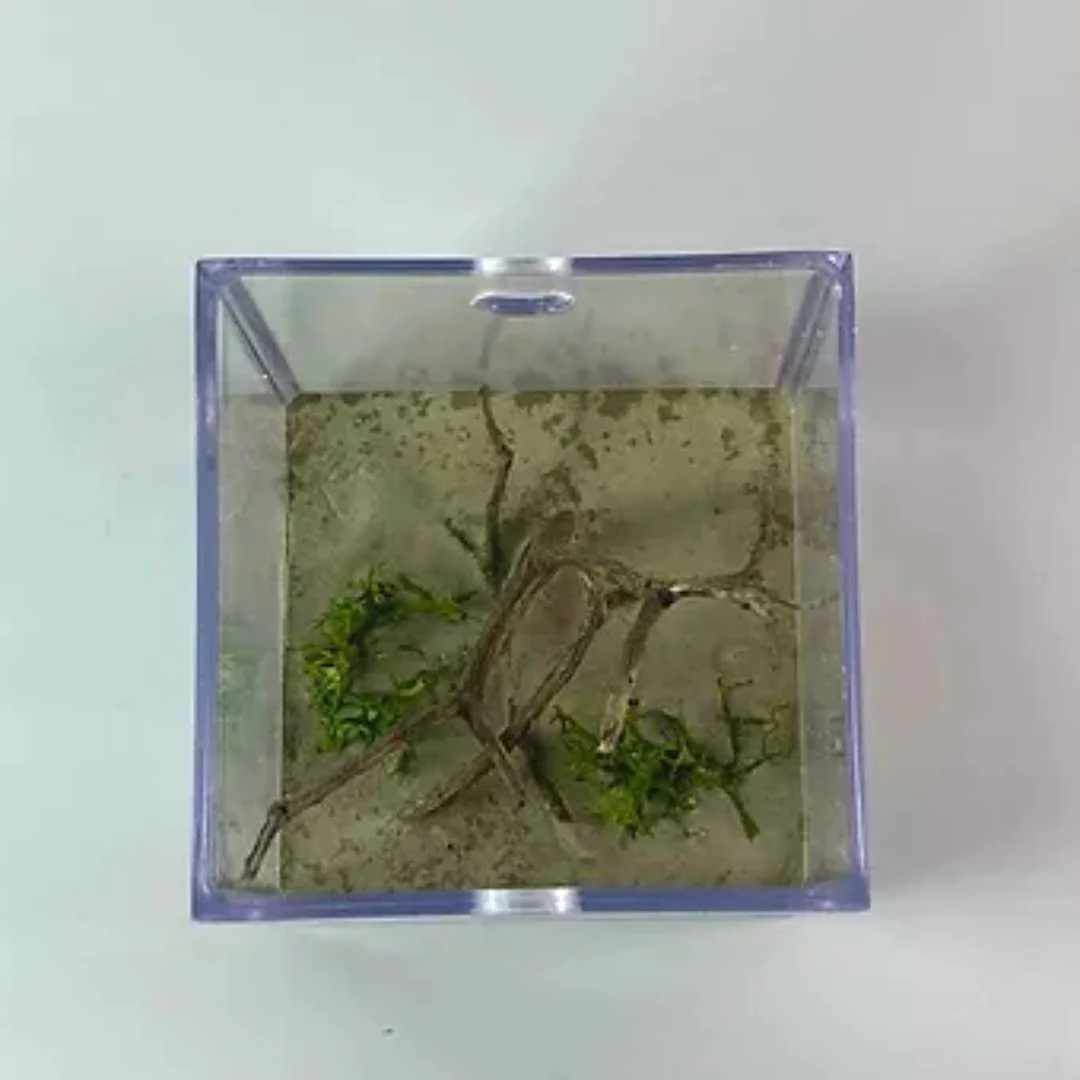 Aire de Chasse décorée 6x6x8cm - Image 2