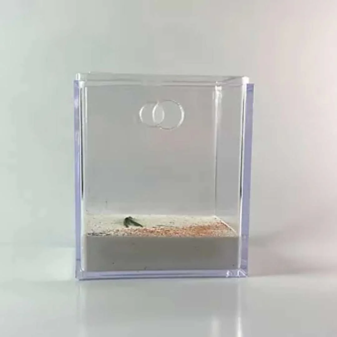 Aire de Chasse décorée 6x6x8cm - Image 3