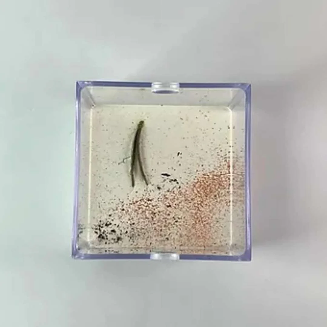 Aire de Chasse décorée 6x6x8cm - Image 5