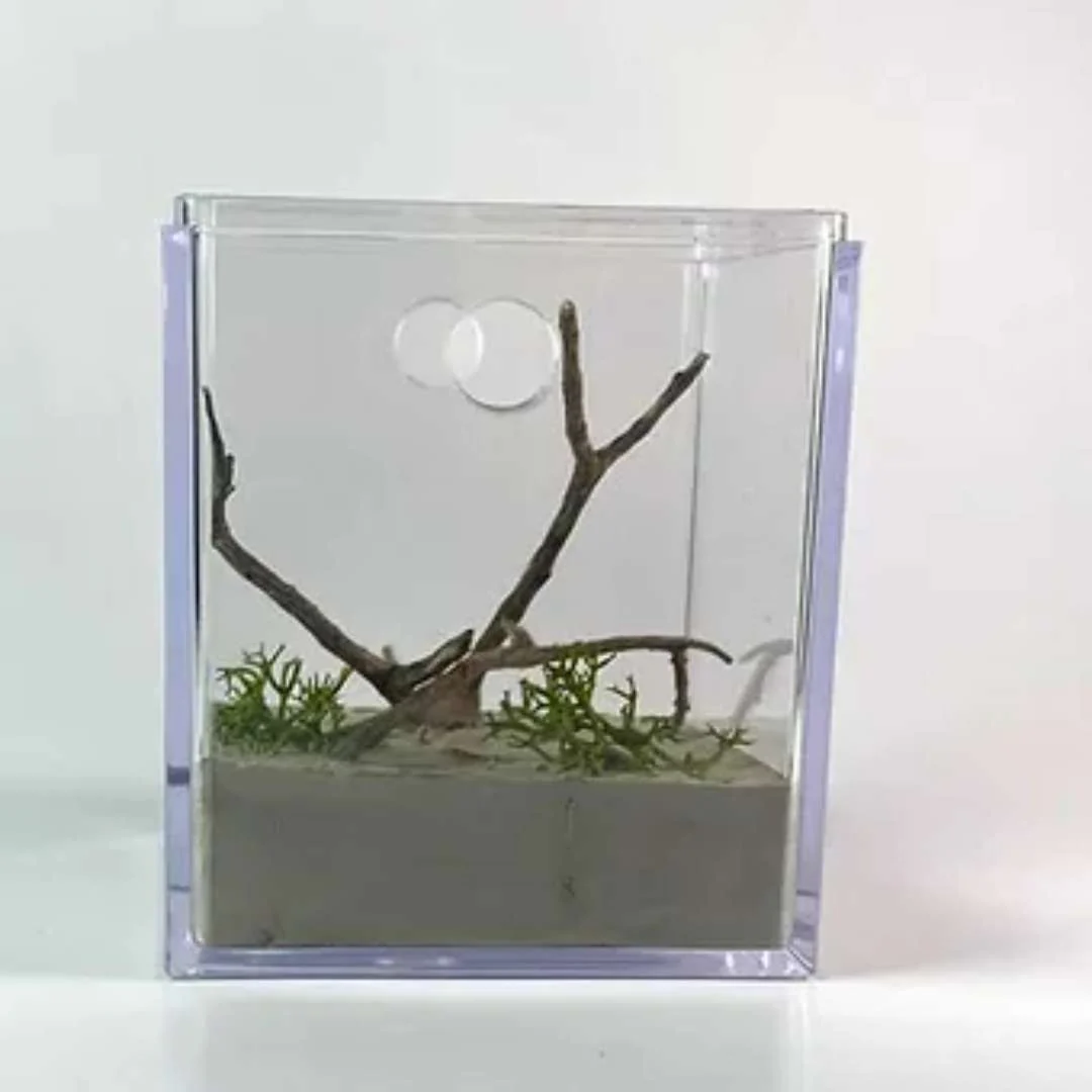 Aire de Chasse décorée 6x6x8cm - Image 6
