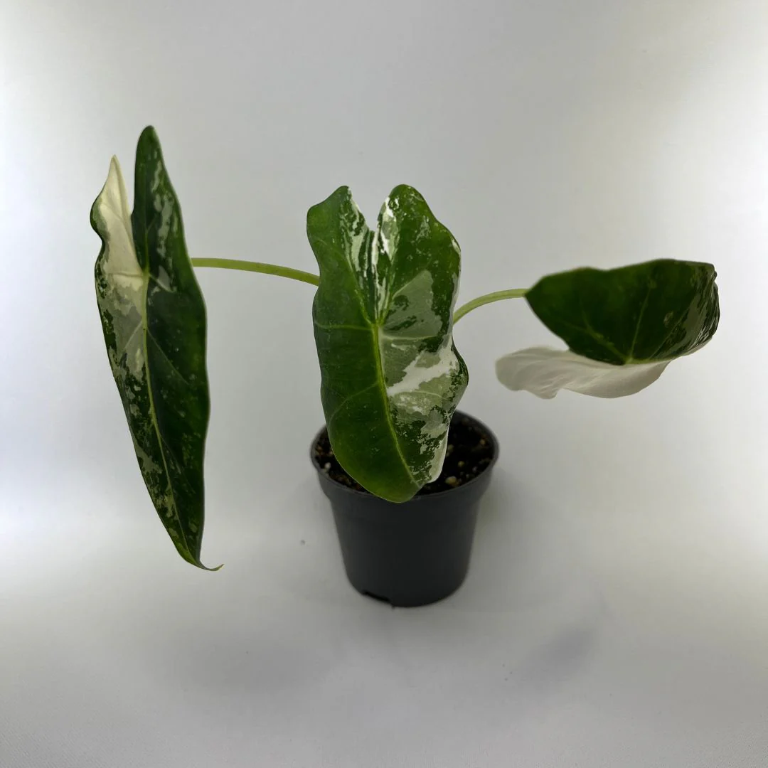 Alocasia frydek variegata