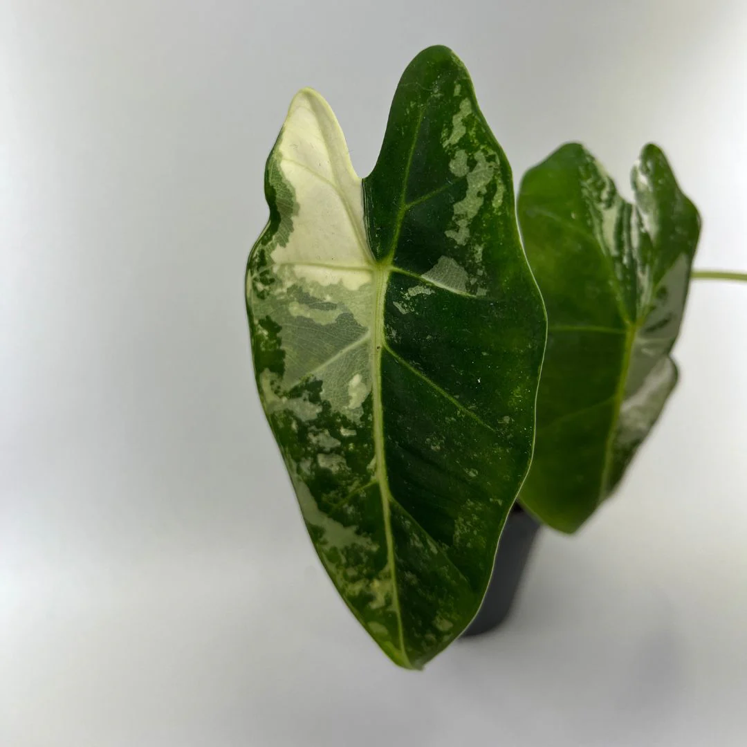 Alocasia frydek variegata - Image 2