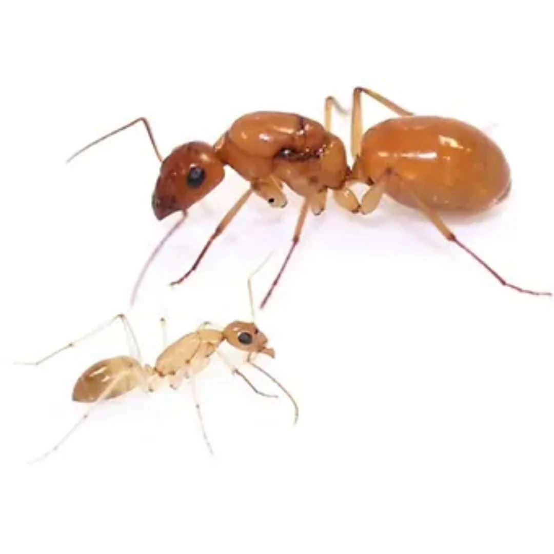 Camponotus fedtschenkoi
