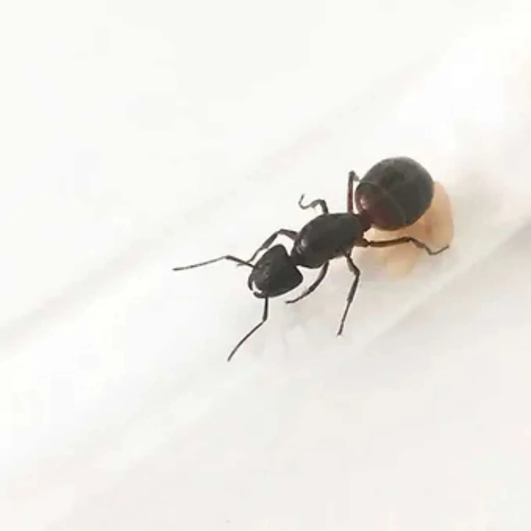 Camponotus ligniperda