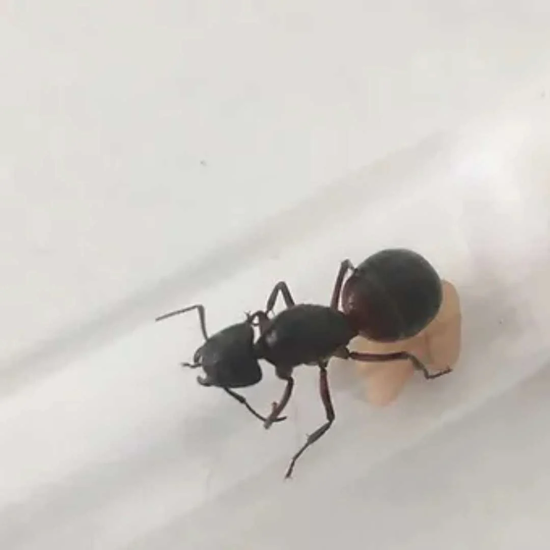 Camponotus ligniperda - Image 2