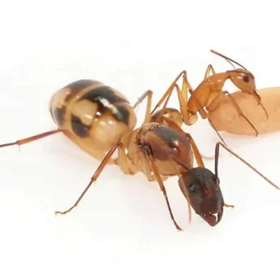 Camponotus Maculatus