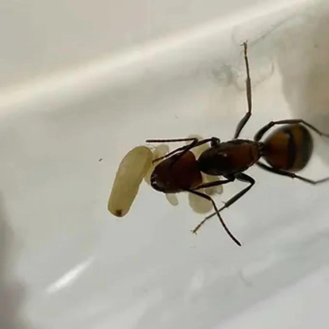 Camponotus nicobarensis