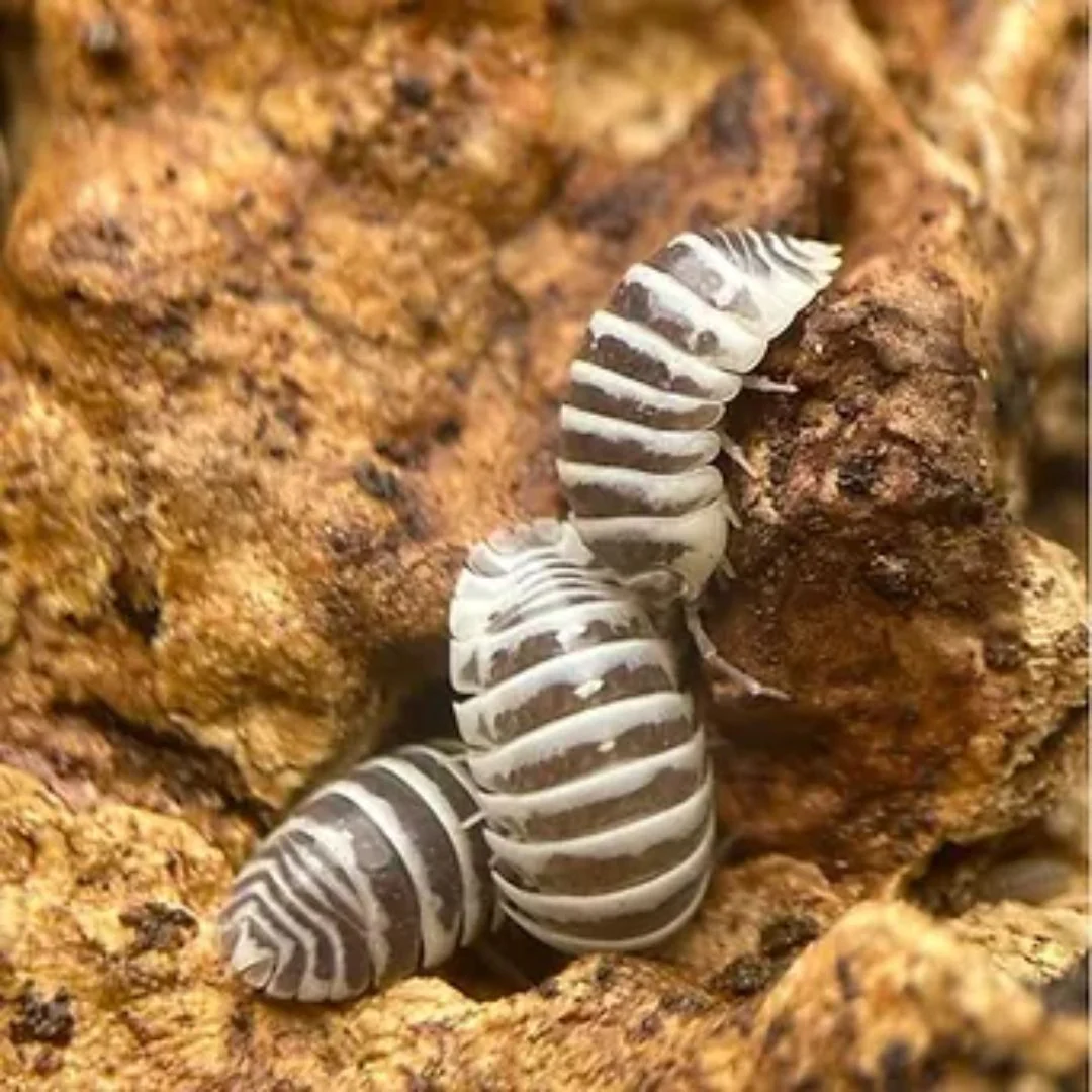 Cloportes - Armadillidium maculatum "chocolate" - Image 2