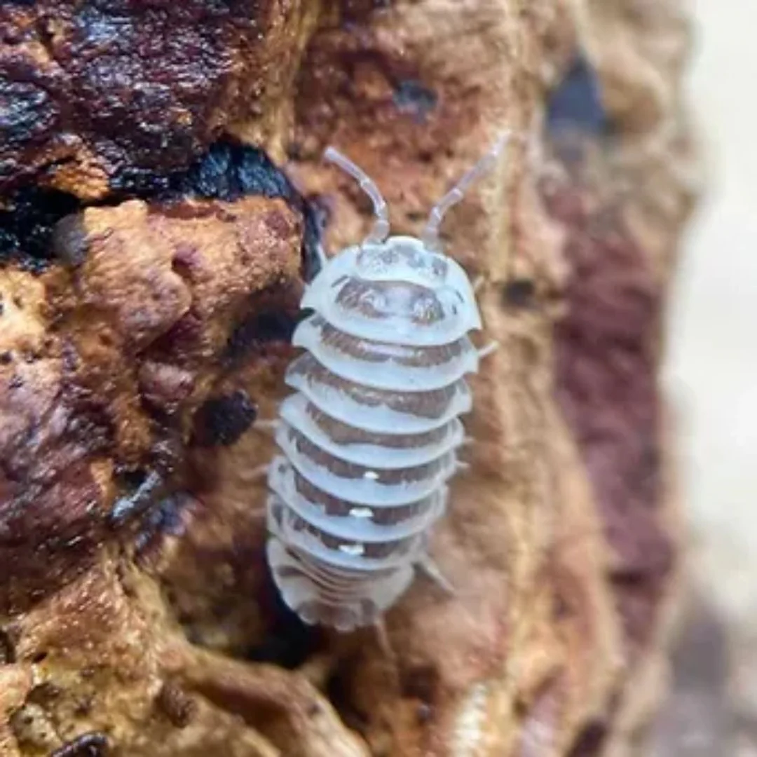 Cloportes - Armadillidium maculatum "chocolate" - Image 3