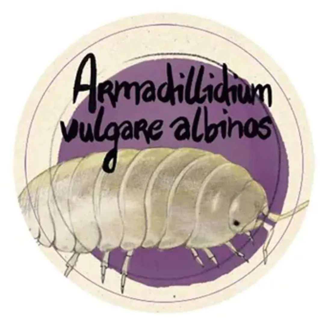 Cloportes - Armadillidium vulgare albinos