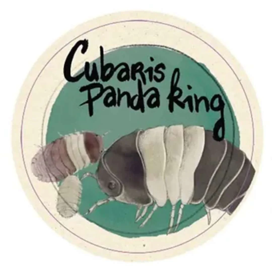 Cloportes - Cubaris Panda King - Image 2
