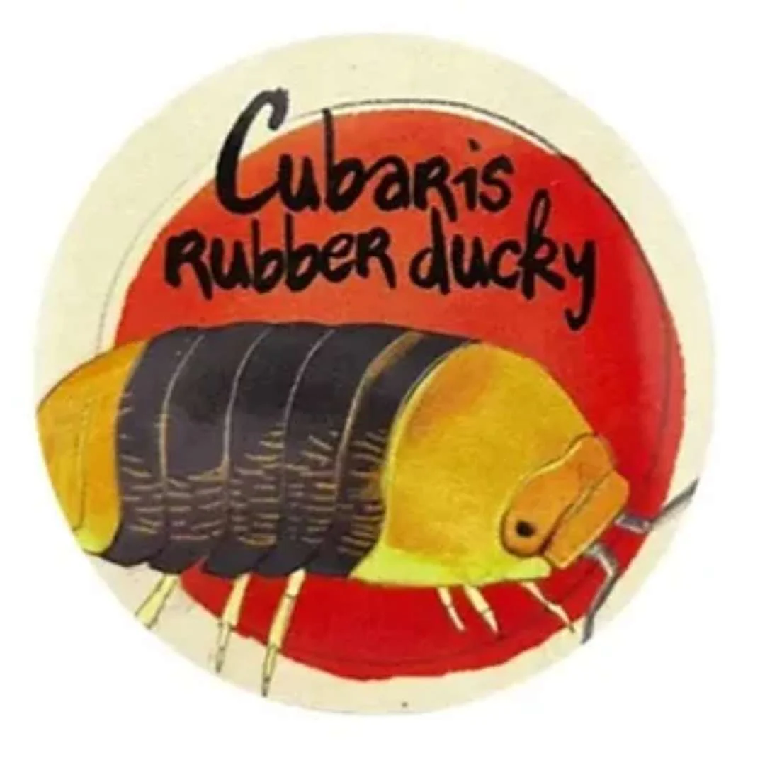 Cloportes - Cubaris Rubber Ducky - Image 2