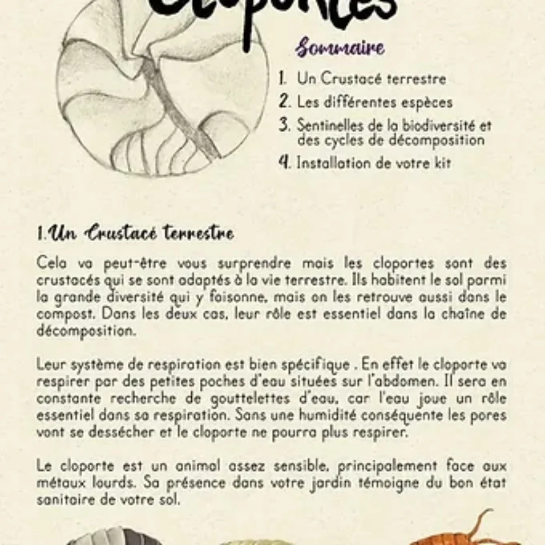 Cloportes - Cubaris Rubber Ducky - Image 3