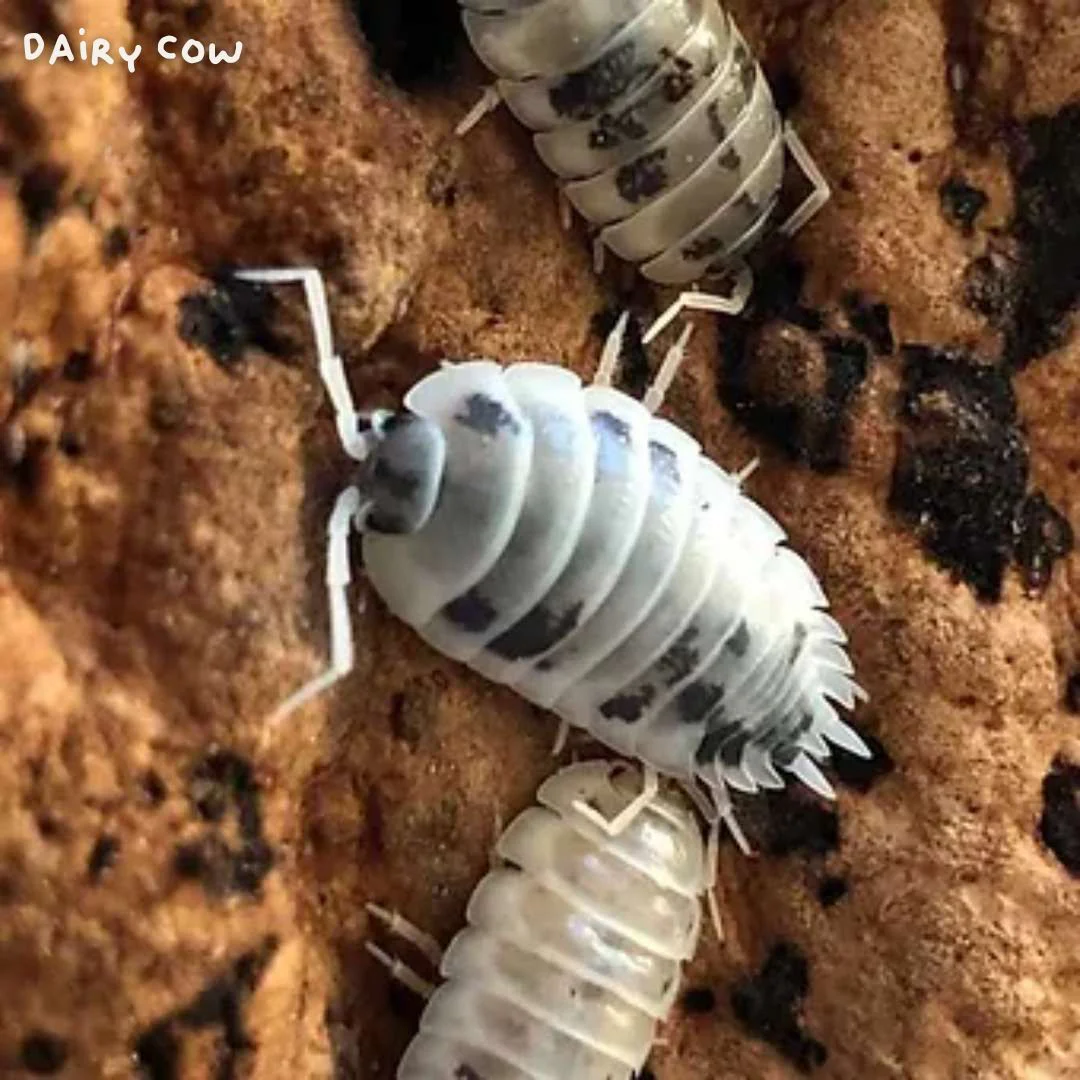Cloportes - Porcellio laevis dairy cow