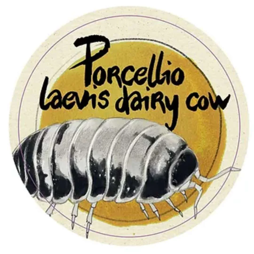 Cloportes - Porcellio laevis dairy cow - Image 2