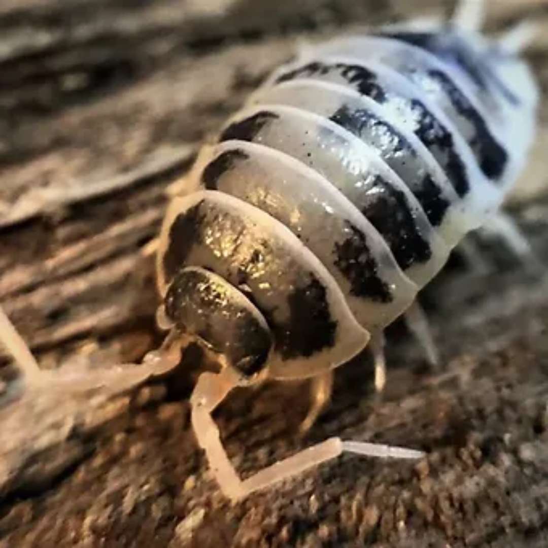 Cloportes - Porcellio laevis dairy cow - Image 3