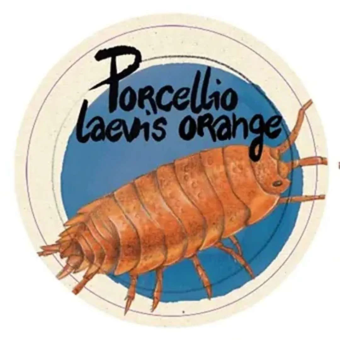 Cloportes - Porcellio laevis orange