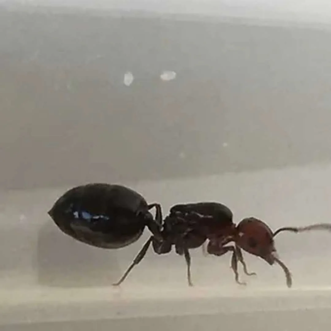 Crematogaster scutellaris