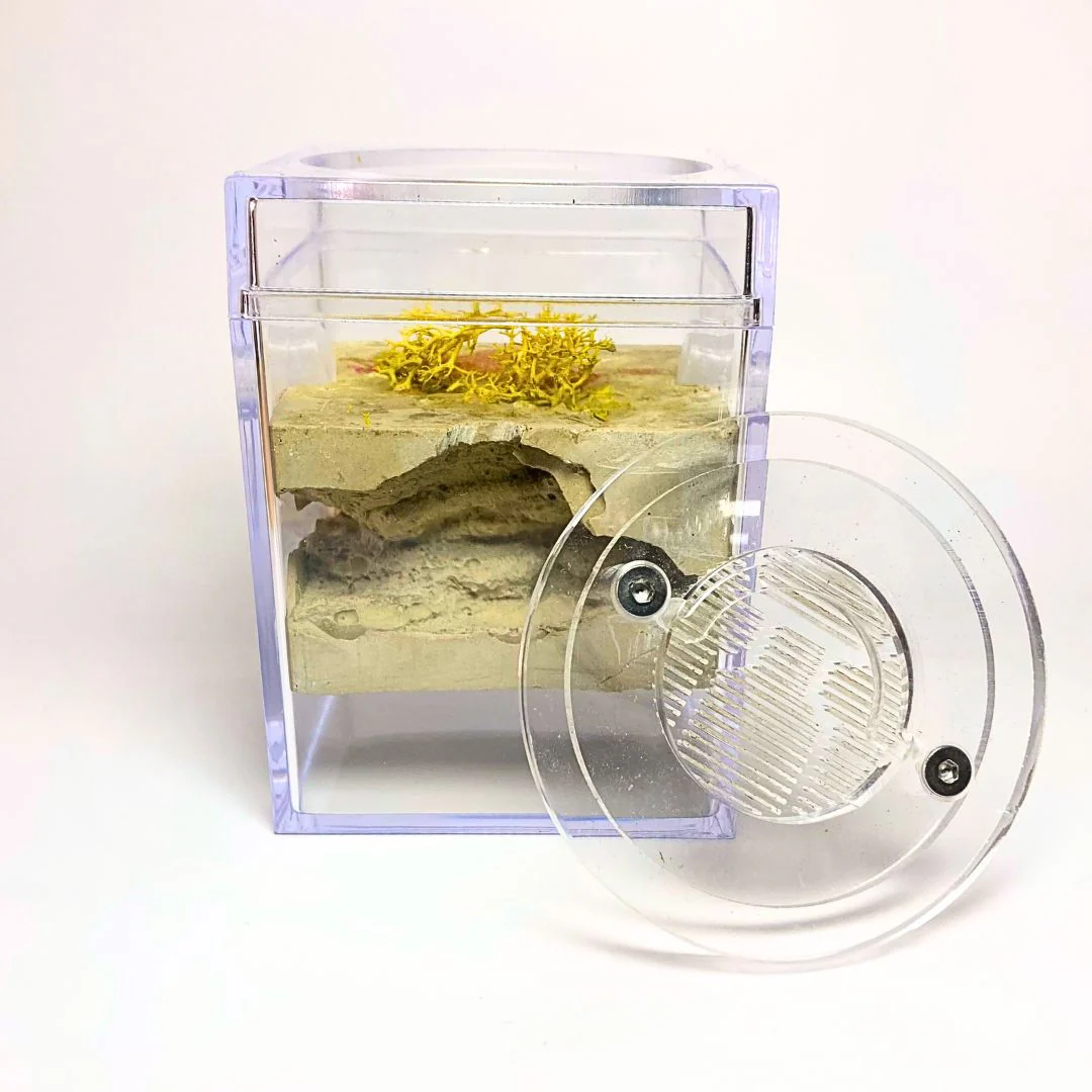 Fourmilière Biorama