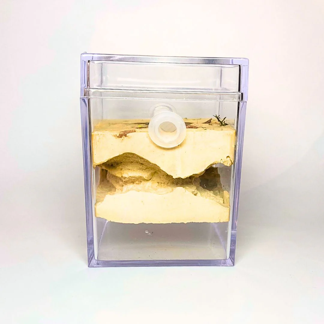 Fourmilière Biorama - Image 3