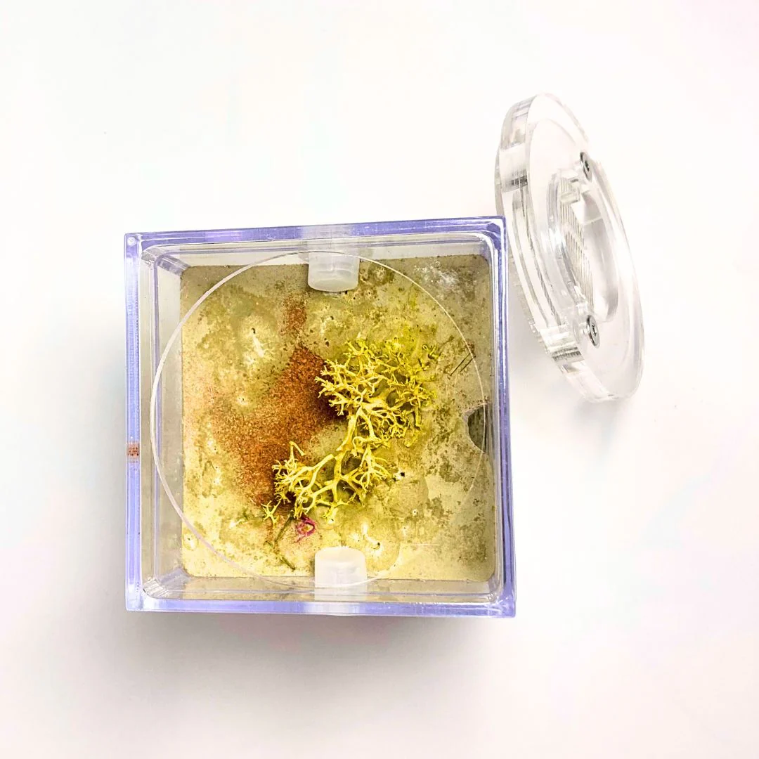 Fourmilière Biorama - Image 6