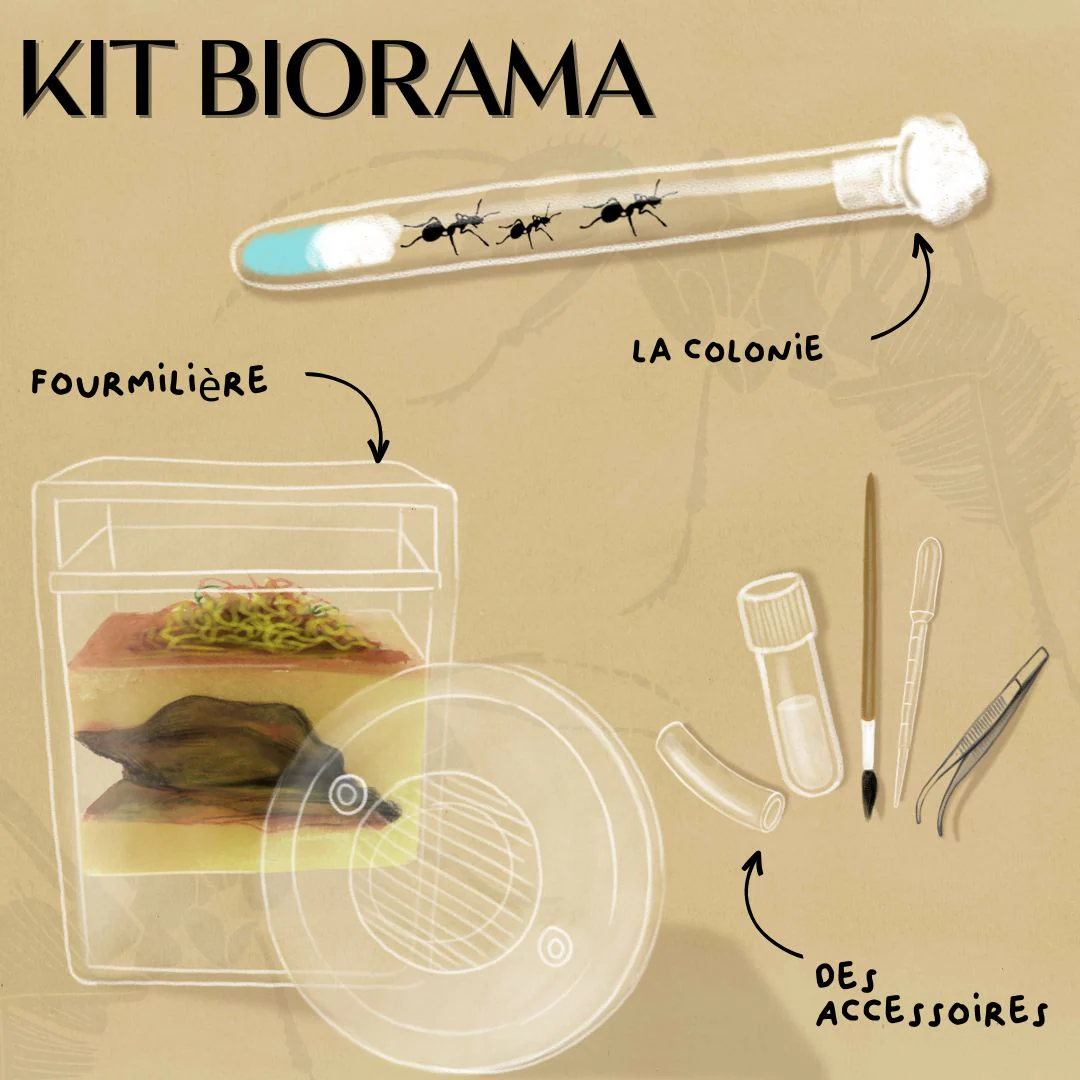 Kit Biorama Fourmis
