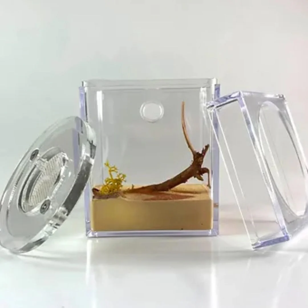 Kit Biorama Fourmis - Image 10