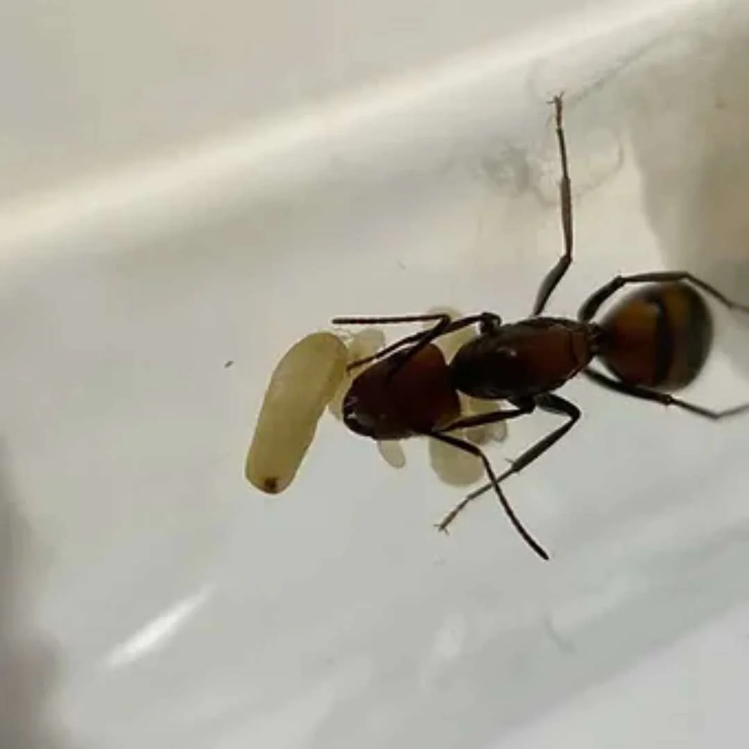 Kit Biorama Fourmis - Image 11