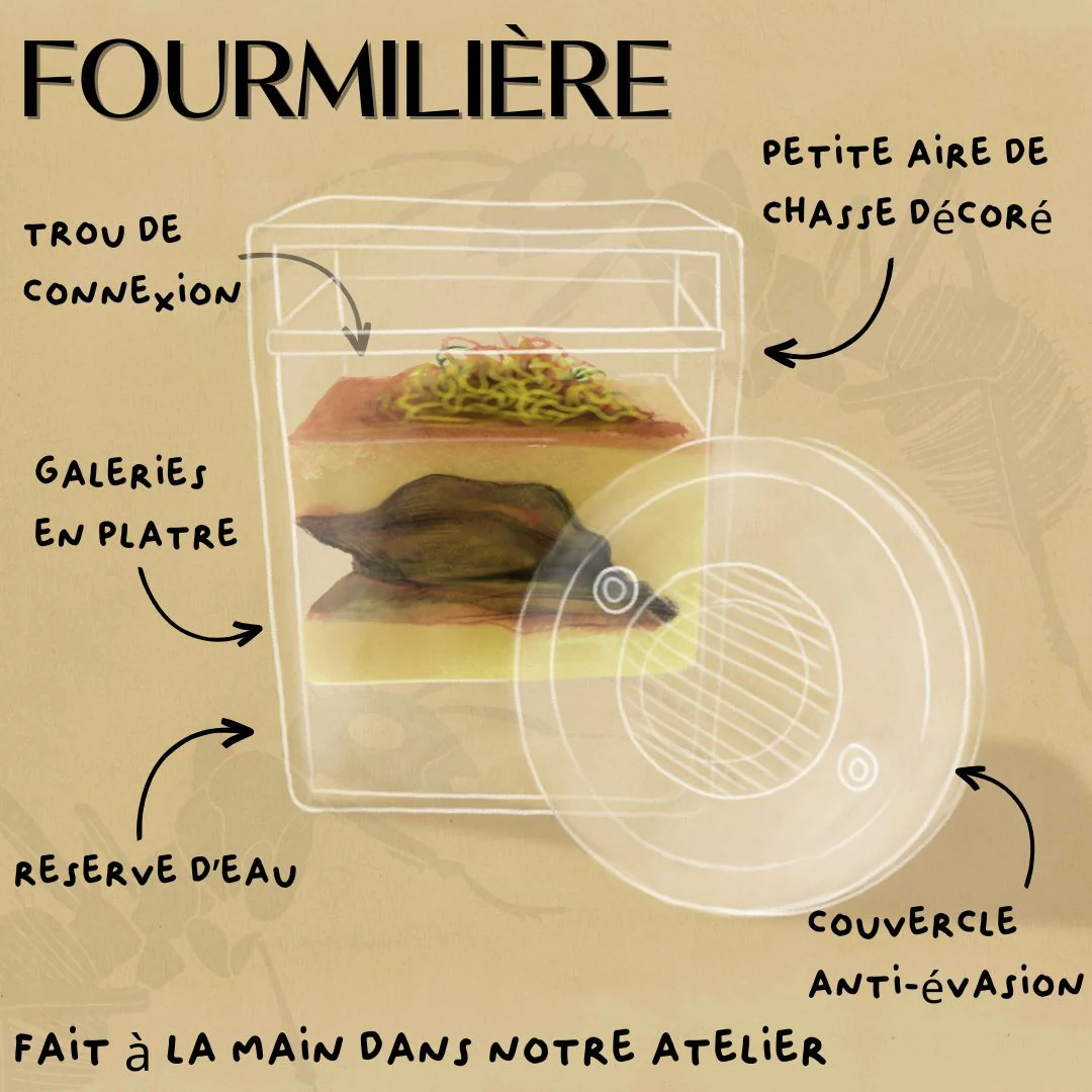 Kit Biorama Fourmis - Image 2
