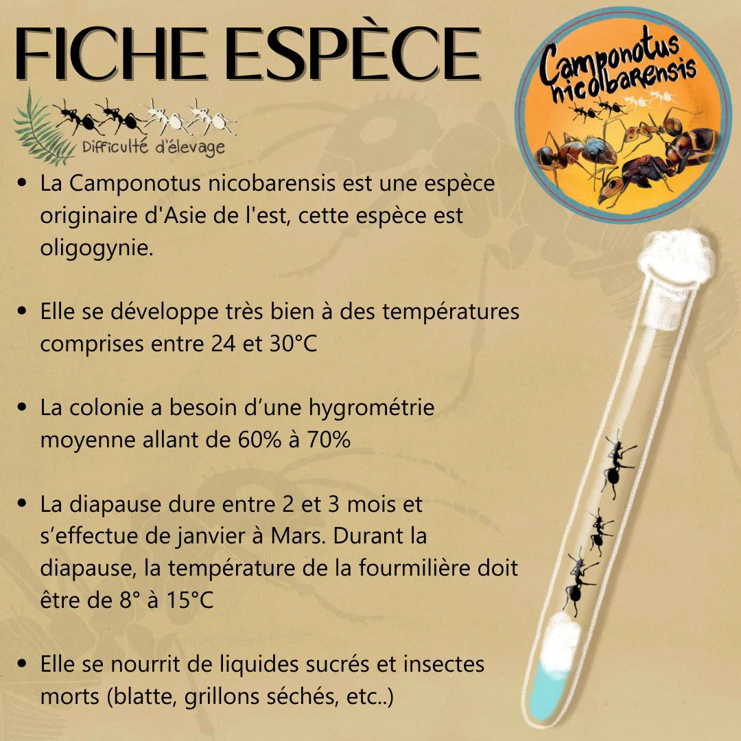 Kit Biorama Fourmis - Image 5