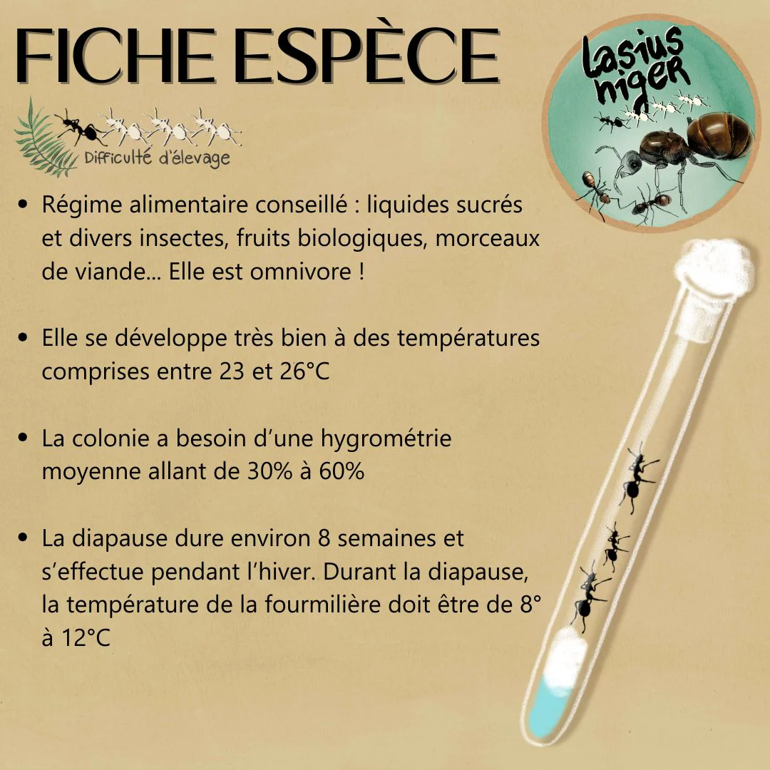 Kit Biorama Fourmis - Image 6