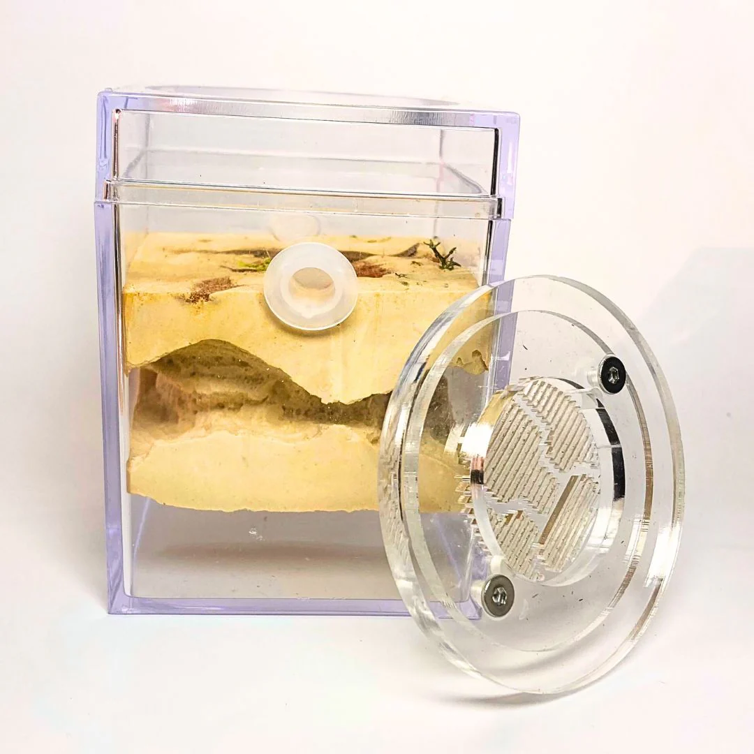 Kit Biorama Fourmis - Image 7