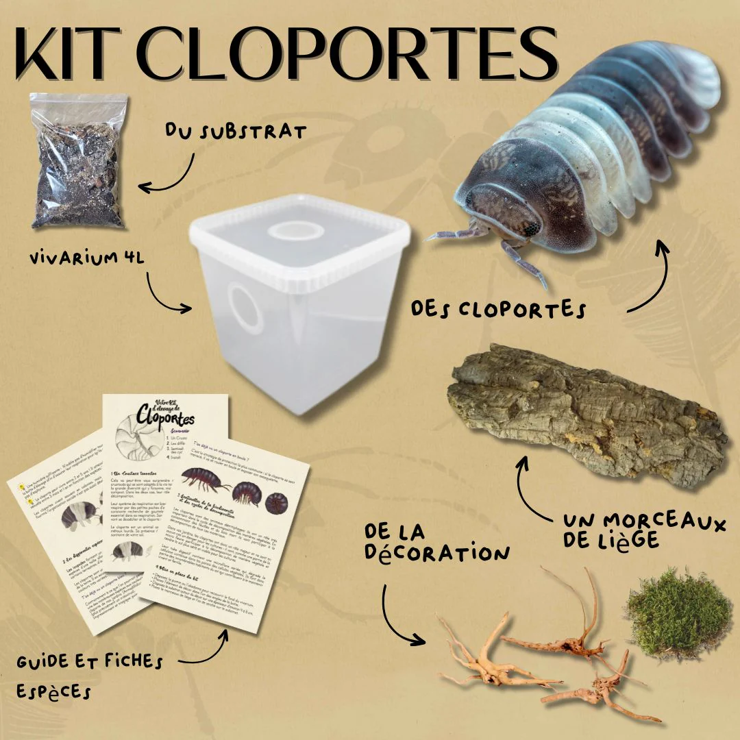 Kit d'élevage de cloportes