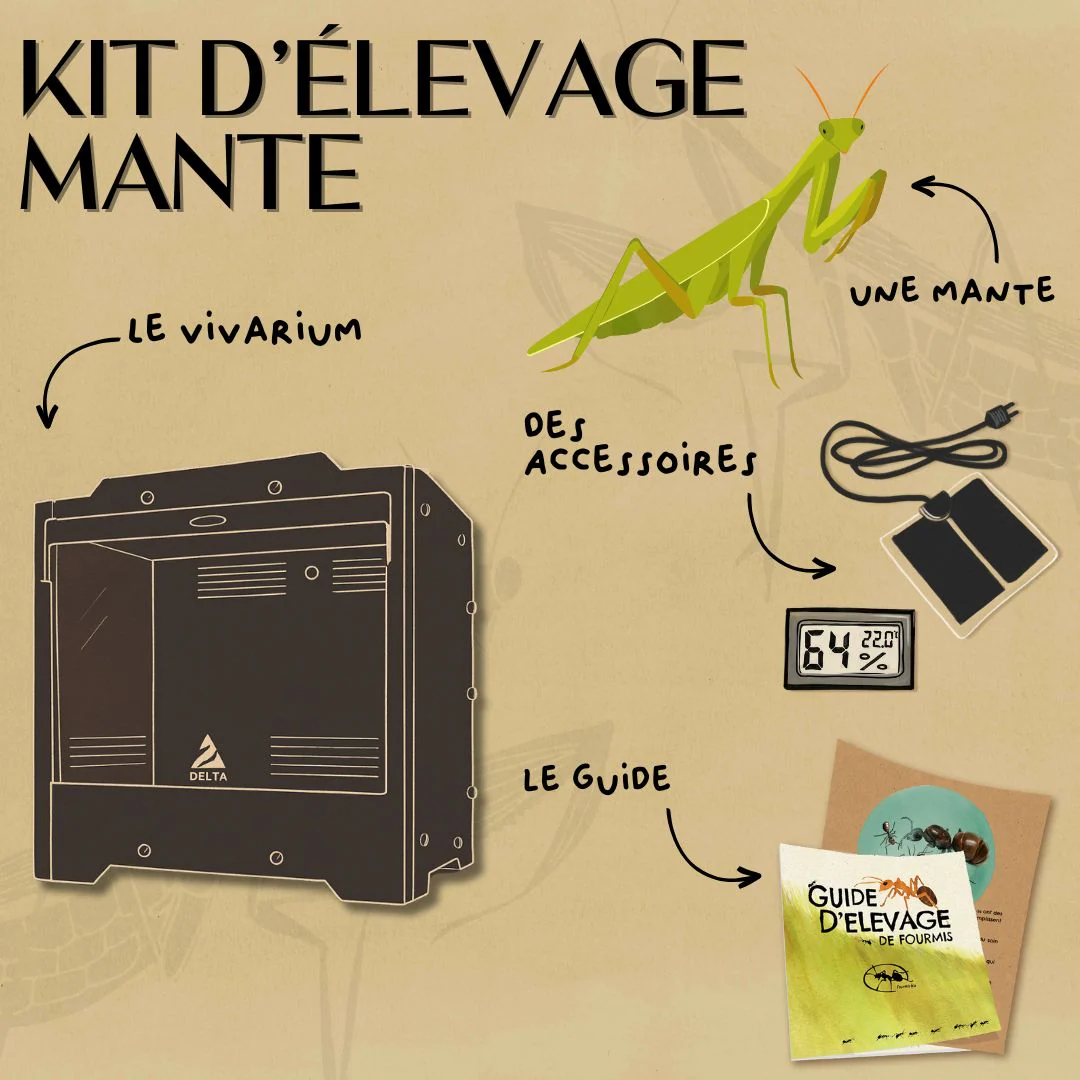 Kit d'élevage de mante