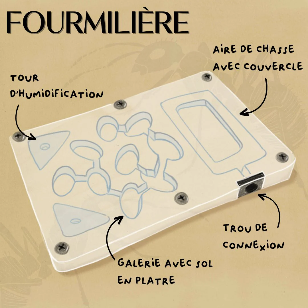 Kit d'élevage fourmis matériel uniquement - Image 2
