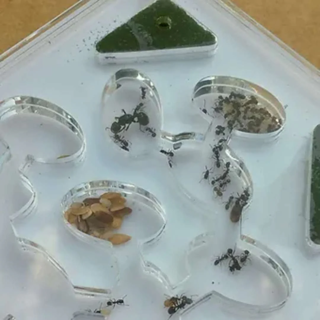 Kit d'élevage fourmis matériel uniquement - Image 3