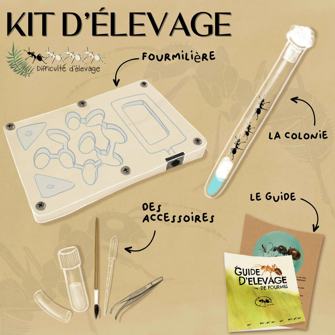 Kit d'élevage fourmis