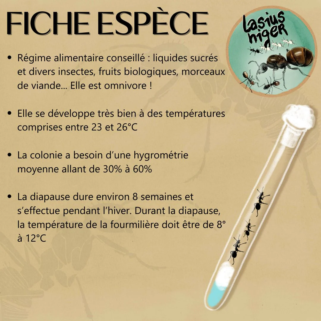 Kit d'élevage fourmis - Image 3