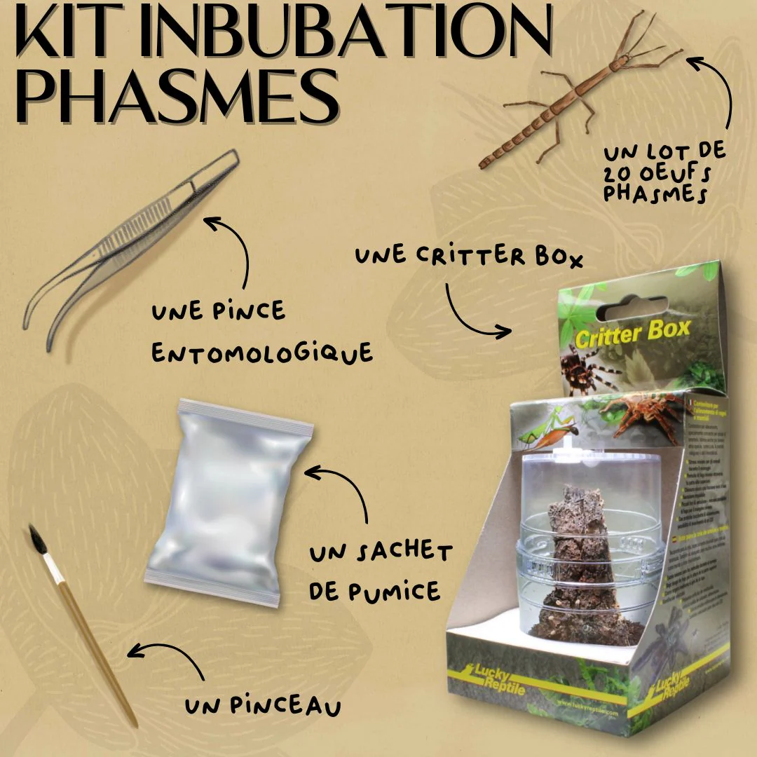 Kit d'incubation d'œufs de phasmes