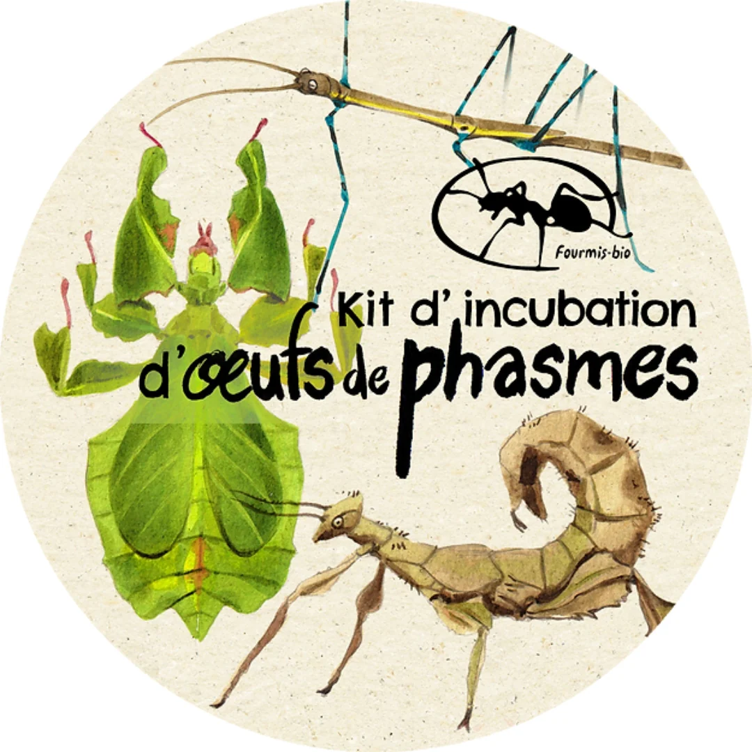Kit d'incubation d'œufs de phasmes - Image 2