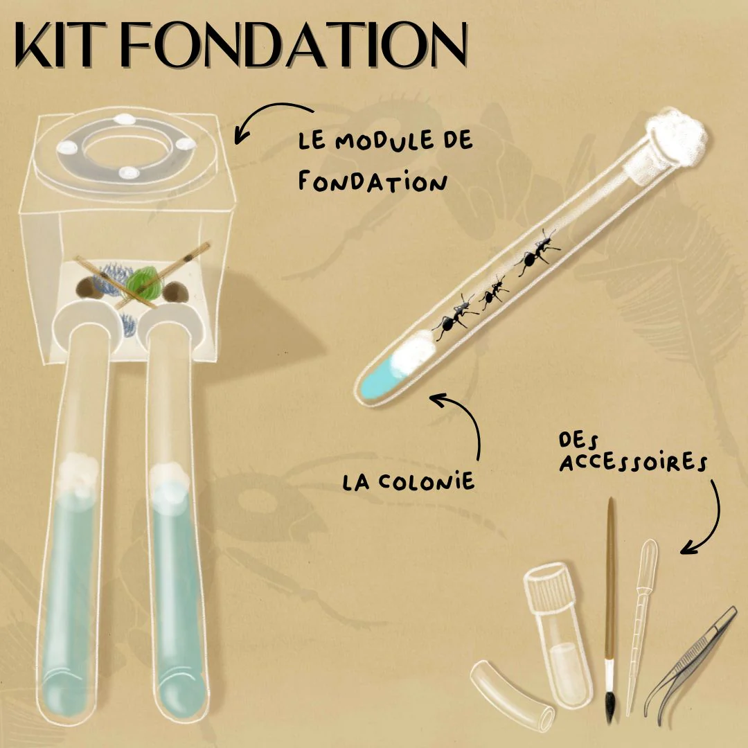 Kit Fondation Fourmis