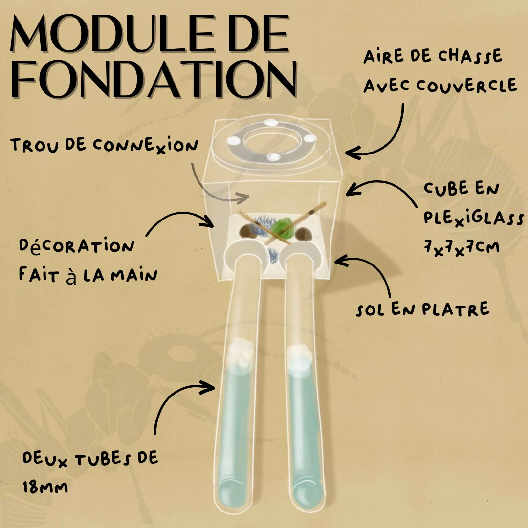 Kit Fondation Fourmis - Image 2