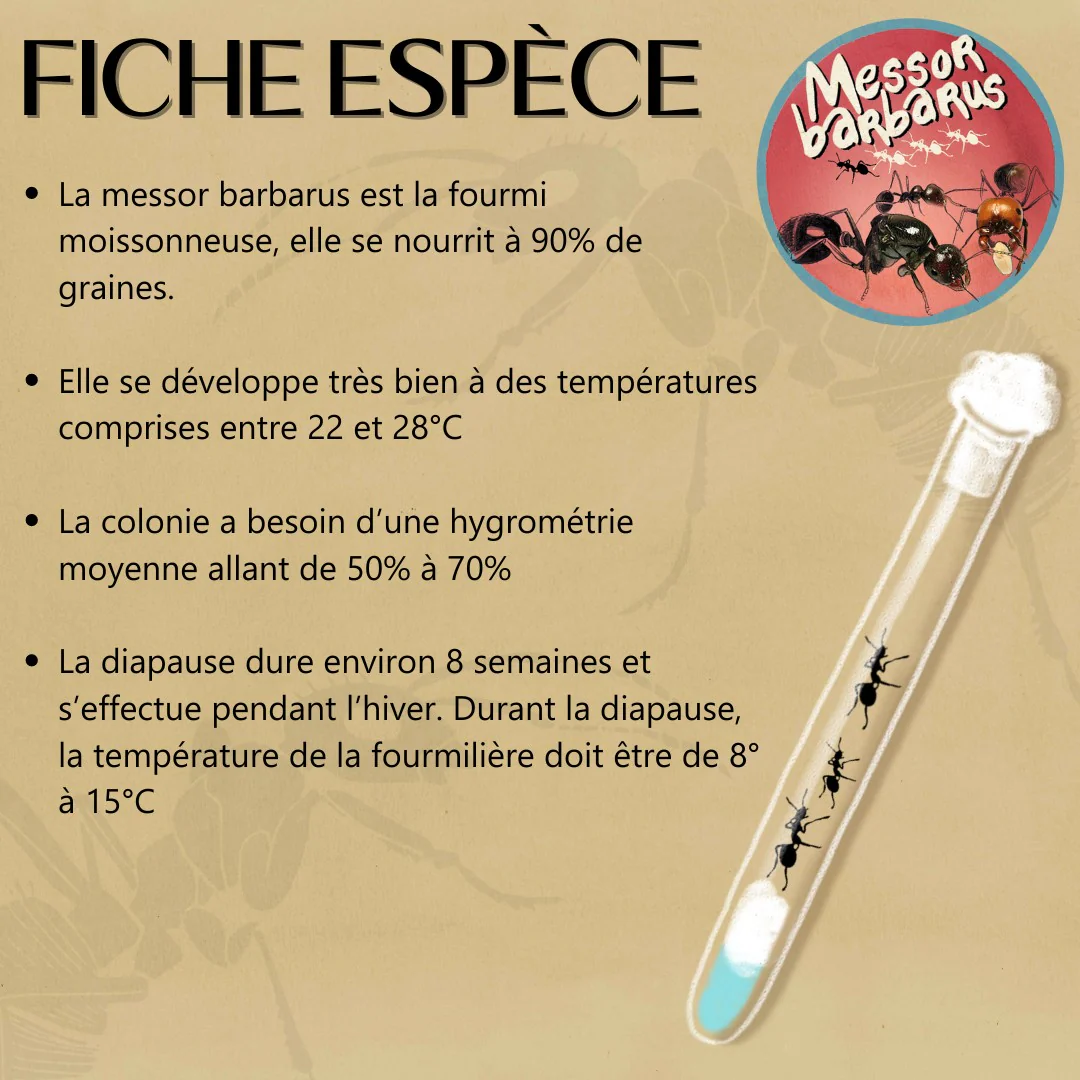 Kit Fondation Fourmis - Image 3