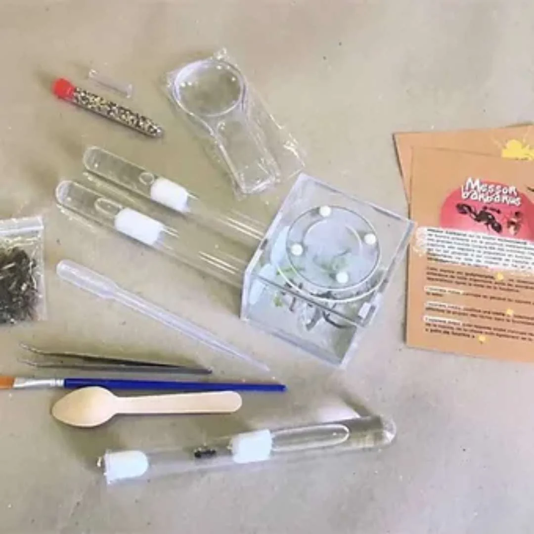 Kit Fondation Fourmis - Image 5