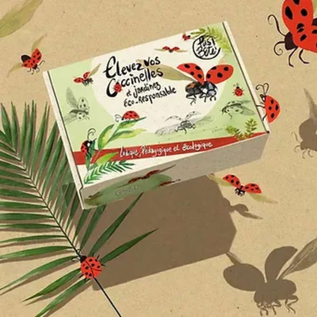 Kit ludique d'élevage de coccinelles - PRECOMMANDE