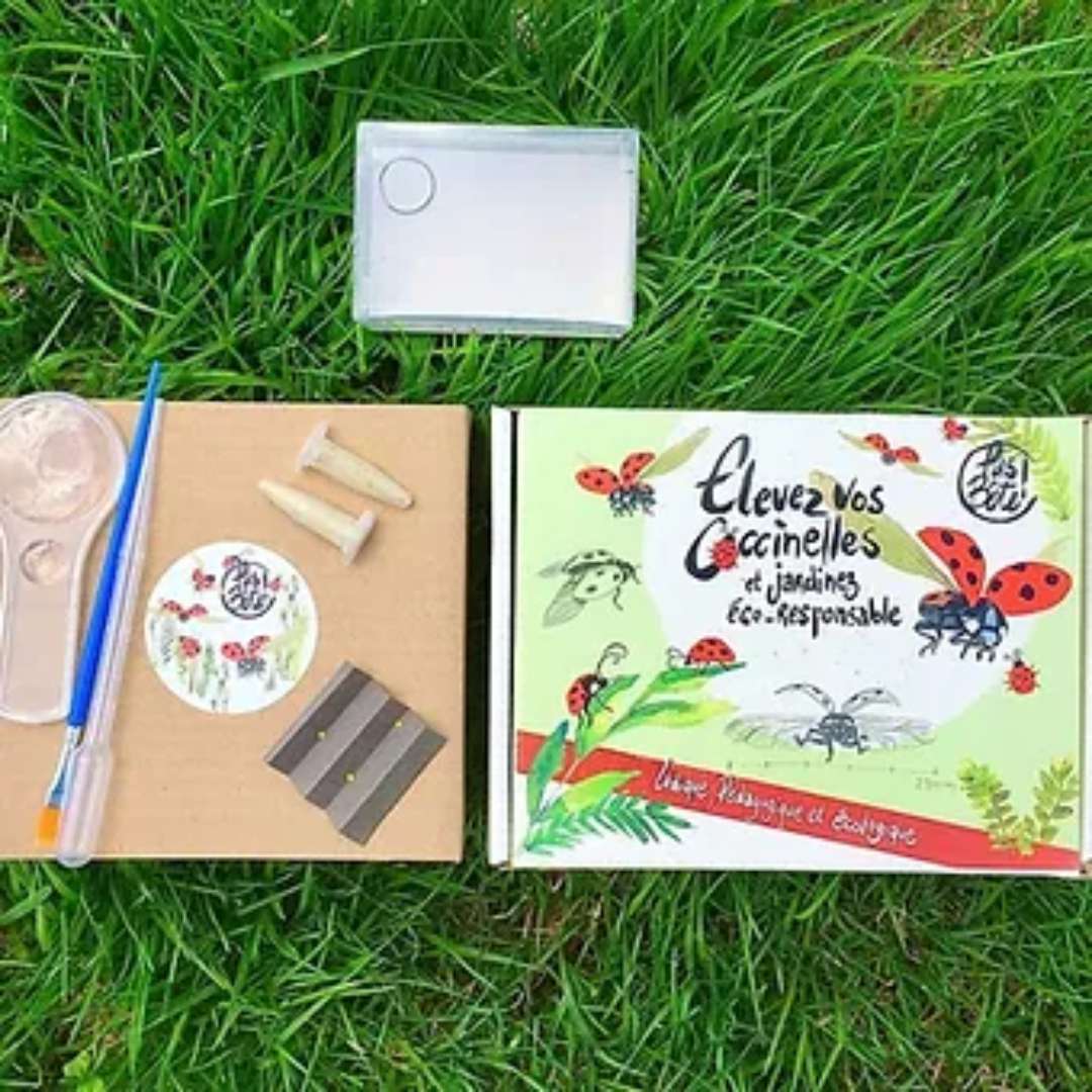 Kit ludique d'élevage de coccinelles - PRECOMMANDE - Image 2
