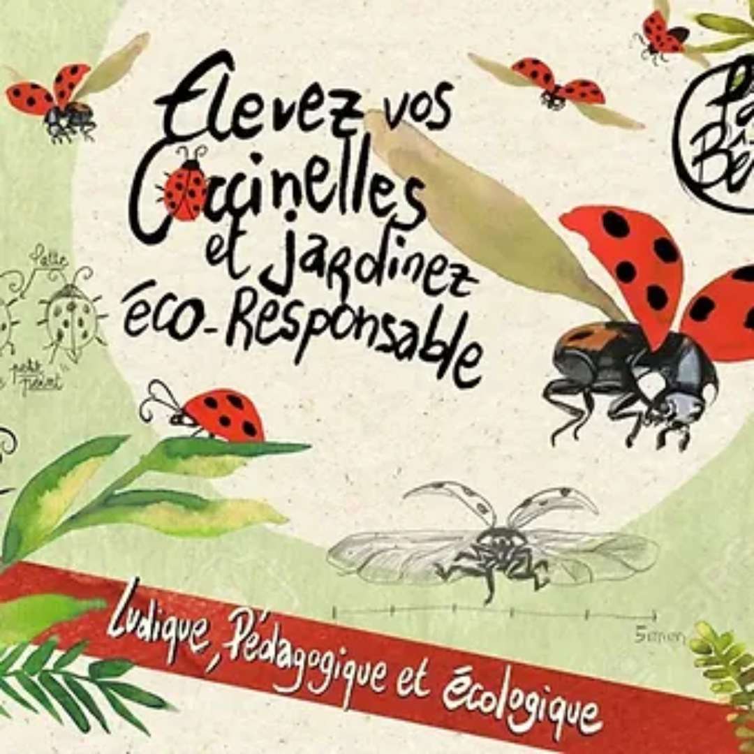 Kit ludique d'élevage de coccinelles - PRECOMMANDE - Image 3