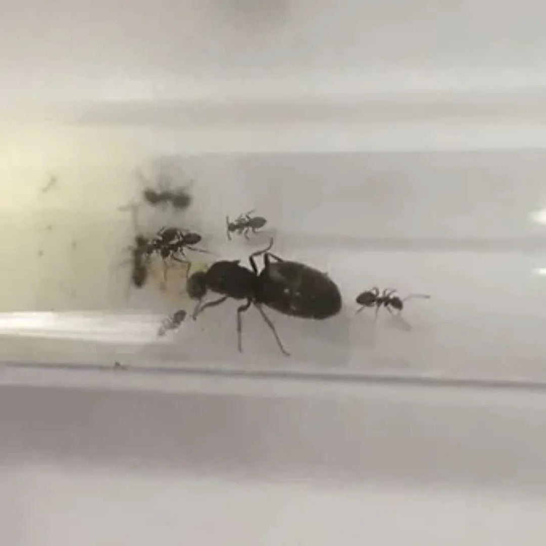 Lasius niger